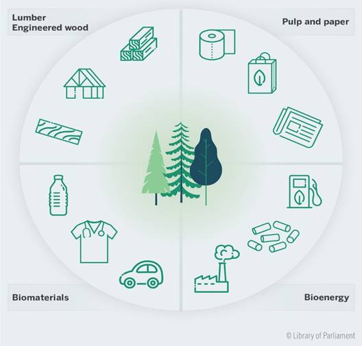 This figure shows a range of products that Canada’s forest industry produces. Products are organized into four categories: lumber and engineered wood, pulp and paper, biomaterials and bioenergy.
