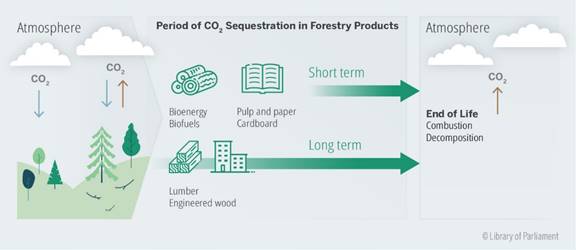This figure illustrates the carbon cycle of trees and certain forest products.