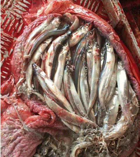 Closeup picture of more than 20 capelin in a cut open harvested seal stomach laying on a metal floor.