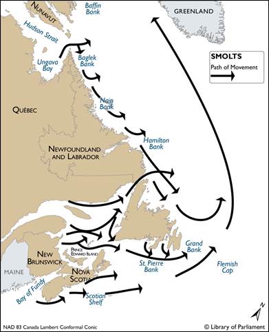 Figure 2 – Atlantic salmon’s Marine Migration Route in Eastern Canada