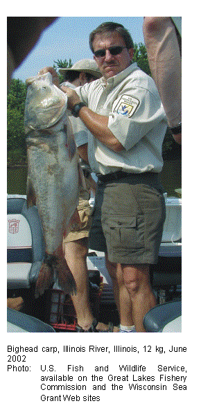 Text Box: 

Bighead carp, Illinois River, Illinois, 12 kg, June 2002
Photo:	U.S. Fish and Wildlife Service, available on the Great Lakes Fishery Commission and the Wisconsin Sea Grant Web sites
