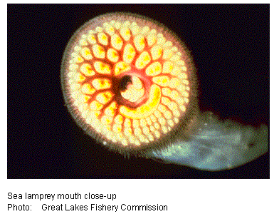 Text Box: 

Sea lamprey mouth close-up
Photo:	Great Lakes Fishery Commission
