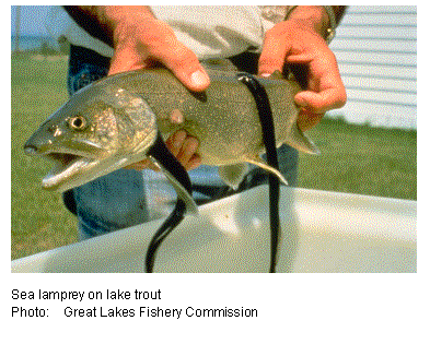 Text Box: 

Sea lamprey on lake trout
Photo:	Great Lakes Fishery Commission
