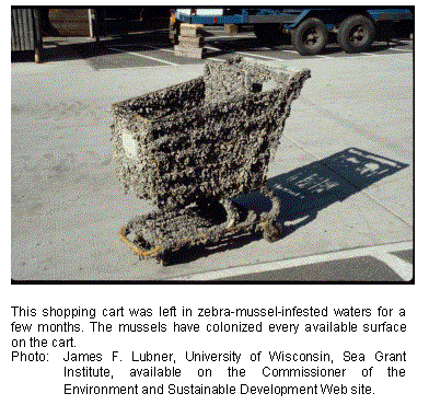 Text Box: 

This shopping cart was left in zebra-mussel-infested waters for a few months. The mussels have colonized every available surface on the cart.
Photo:	James F. Lubner, University of Wisconsin, Sea Grant Institute, available on the Commissioner of the Environment and Sustainable Development Web site.
