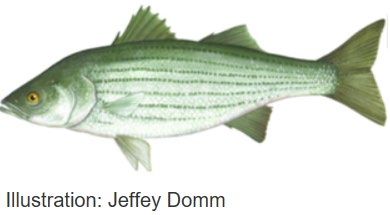 The Striped bass (Morone saxatilis) has a long, laterally compressed body with two separated dorsal fins, the first of which is spiny. It has seven or eight horizontal dark stripes along its sides. It is dark olive green on the back with paler silvery sides and white on the belly.