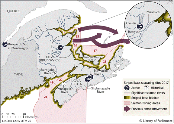 This map illustrates the active and historical spawning sites for Striped Bass in 2017, as well as the location of the juvenile Striped Bass habitat, defined as a ten-kilometre buffer zone in the waters along the eastern shoreline of New Brunswick and the Gaspé, the northern shoreline of Nova Scotia, the entire shoreline of Prince Edward Island and the southern shoreline of the state of Maine in the United States.  Striped Bass active spawning sites were identified in New Brunswick on the Miramichi river at Cassilis, in Nova Scotia on the Shubenacadie and Stewiacke rivers and at a recently identified site on the Rivière-du-Sud at Montmagny, Québec.  The map also depicts where the Striped Bass habitat zone intersects with the regulated salmon fishing zones 15, 16, 17, 18, 21, 23 and 23 as well as previously known smolt migration routes.