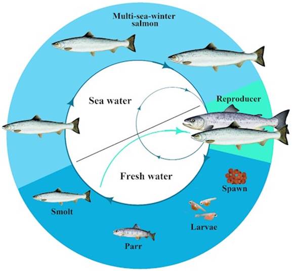 Figure 1 – Atlantic salmon’s Life Cycle