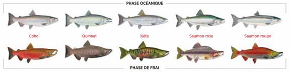 La figure montre la phase océanique et la phase de frai des cinq espèces de saumons du Pacifique gérées par Pêches et Océans Canada, soit le saumon coho, le saumon quinnat, le saumon kéta, le saumon rose et le saumon rouge.