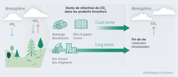 Cette figure illustre le cycle du carbone des arbres et de certains produits forestiers.